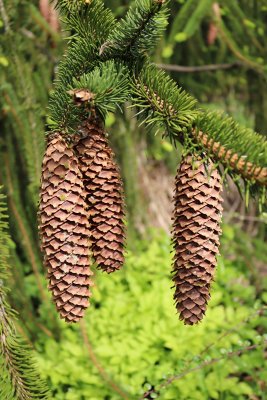 Picea abies 'Virgata' - smrk ztepilý - šišky